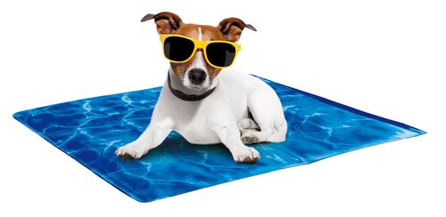 Always Cool Dog Mat / Kühlmatte für Hunde / Größe M